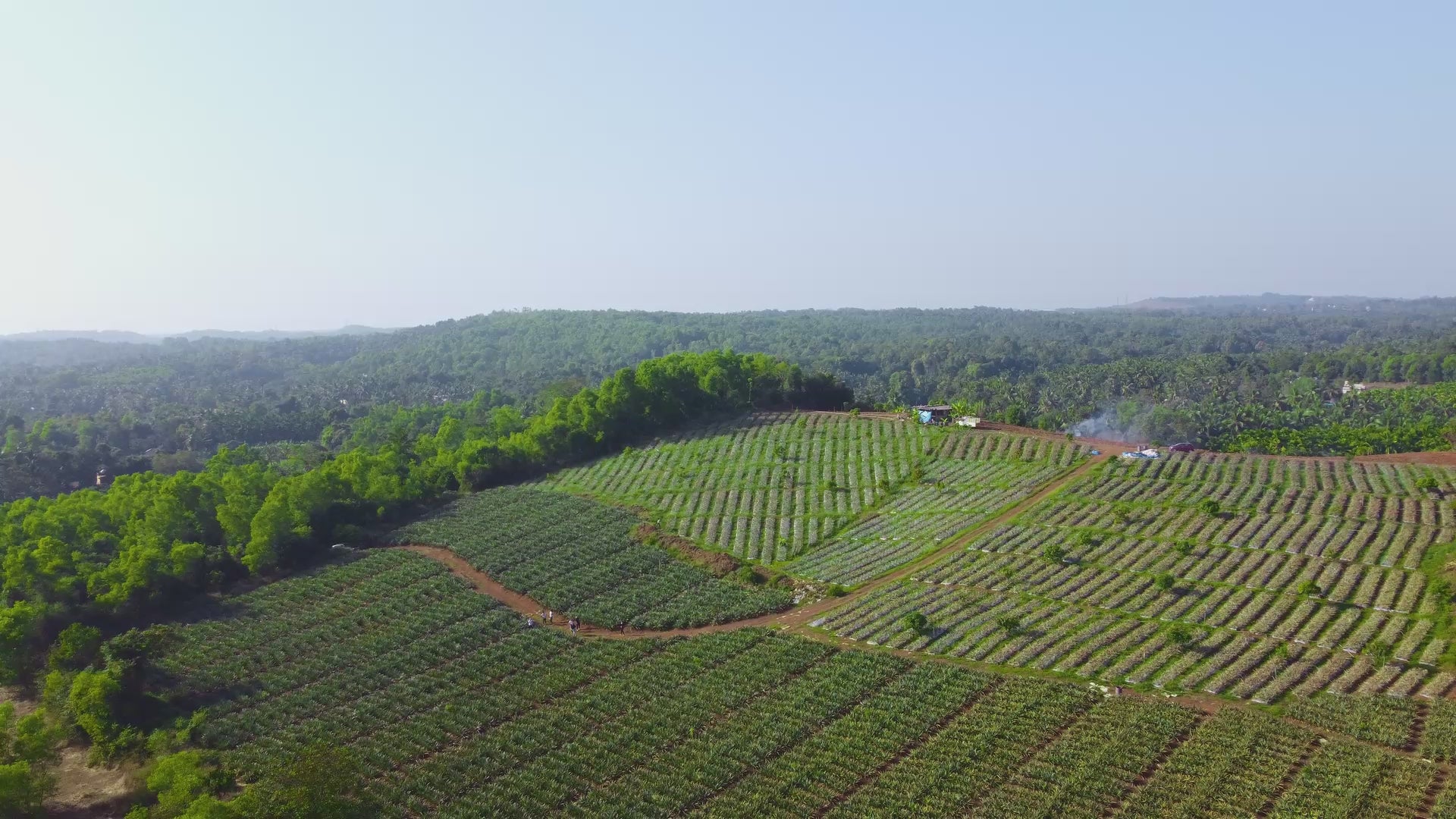 Aerial view of farms showing the Super Munchies farm-to-pack process, from crop cultivation to harvesting